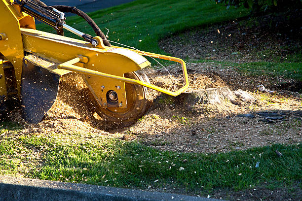 Best Tree Removal Near Me  in St Georges, DE